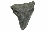 Bargain, Fossil Megalodon Tooth - South Carolina #368409-1